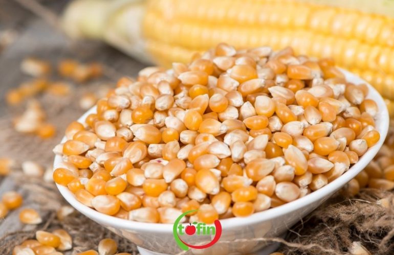 Mısır 1 Tofin Mısır