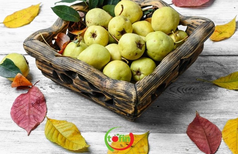 Yaban Armutu 1 tofin yaban armutu